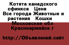 Котята канадского сфинкса › Цена ­ 15 - Все города Животные и растения » Кошки   . Московская обл.,Красноармейск г.